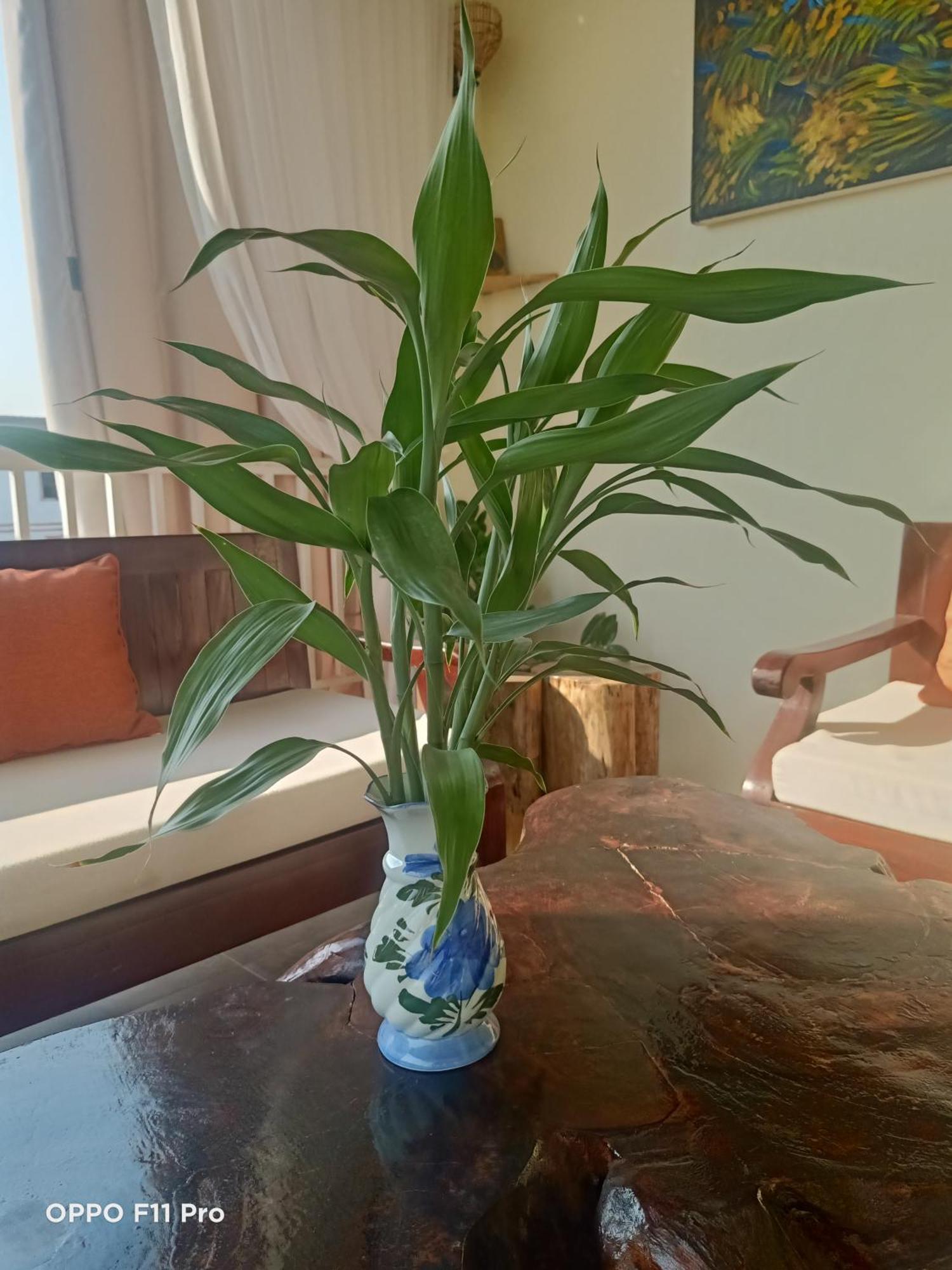 סיאם ריפ Homestay Yellow Natural House מראה חיצוני תמונה