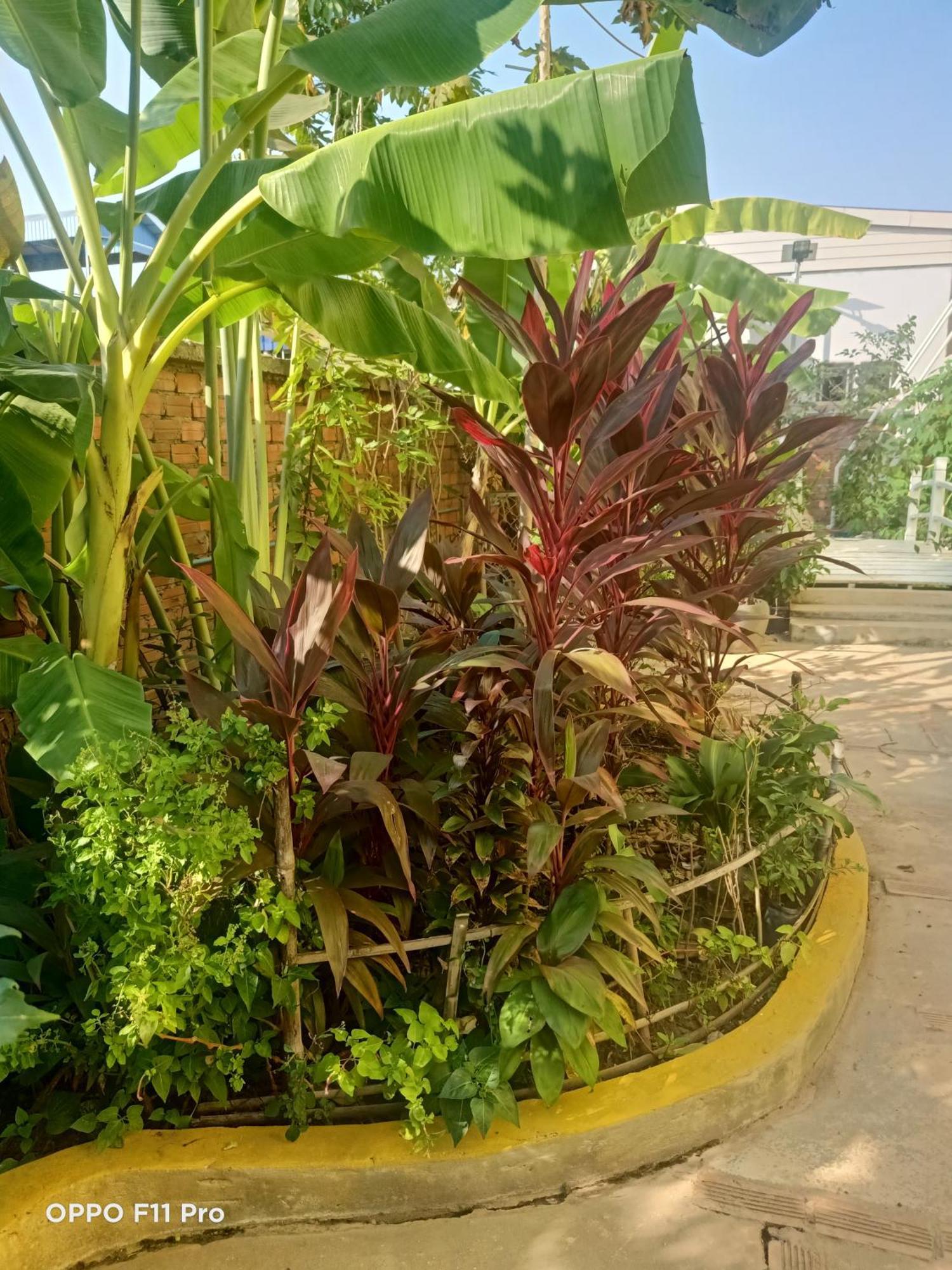 סיאם ריפ Homestay Yellow Natural House מראה חיצוני תמונה