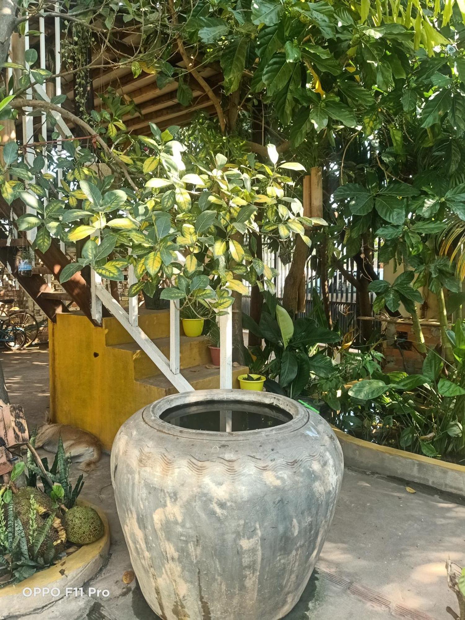 סיאם ריפ Homestay Yellow Natural House מראה חיצוני תמונה
