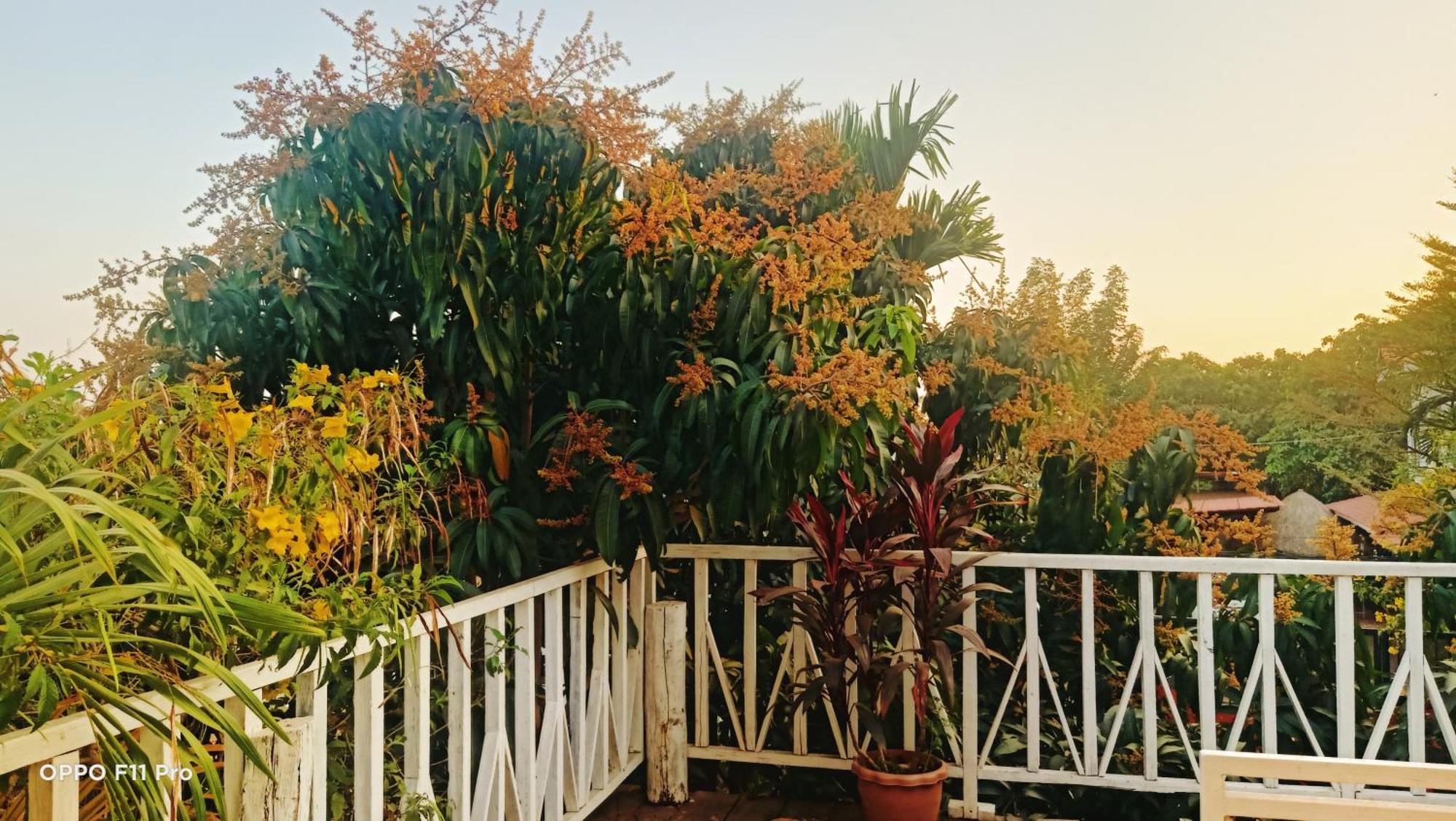 סיאם ריפ Homestay Yellow Natural House מראה חיצוני תמונה
